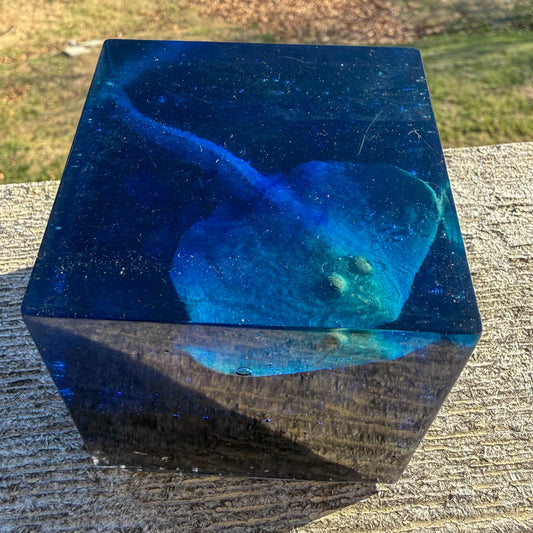 Stingray Ice Cube