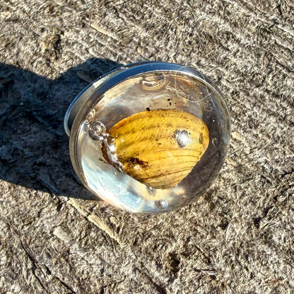 Clam Shell Cabochon Ring